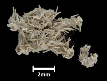 Media type: image;   Invertebrate Zoology OPH-2123 Description: Underside view of single ophiuroid specimen, arms mostly missing,  with a scale bar.;  Aspect: ventral